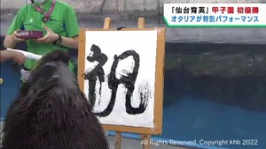 オタリアのチェン君が仙台育英の優勝を祝ってパフォーマンス　仙台うみの杜水族館