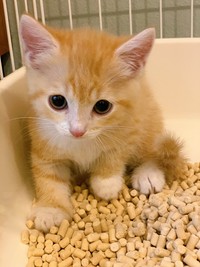 トイレが大好きなもなかちゃん（提供写真）