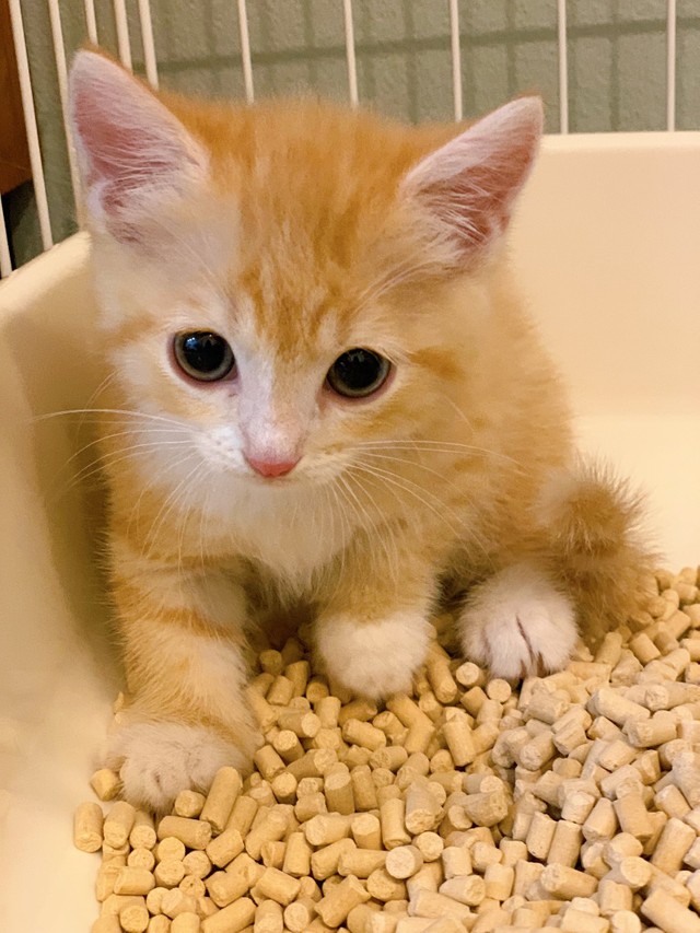 トイレが大好きなもなかちゃん（提供写真）