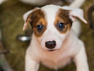 子犬の飼い方より先に知っておきたい、犬を飼うということ