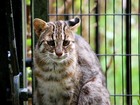 国内最高齢のツシマヤマネコ「ふみ」、さようなら　推定２０歳