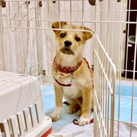 お迎え当時、タレ耳だったココアくん（画像提供：誠樹ナオさん）