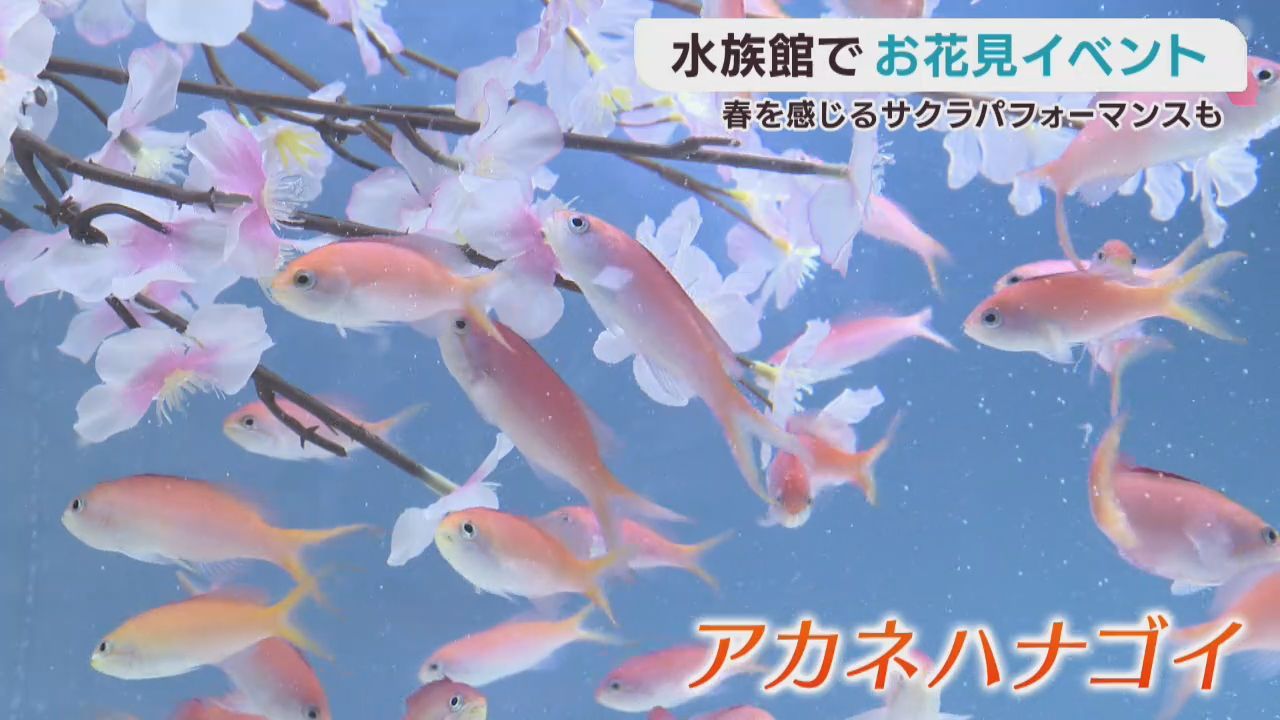 サクラダイにアカネハナゴイ　初開催　仙台うみの杜水族館で海中花見