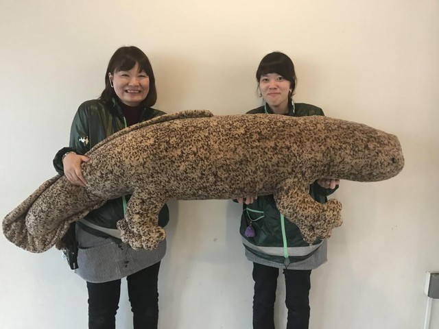 オオサンショウウオぬいぐるみ〈超特大〉京都水族館 - ぬいぐるみ