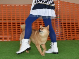愛犬と華麗なステップ　音楽にあわせて楽しくダンス！　　