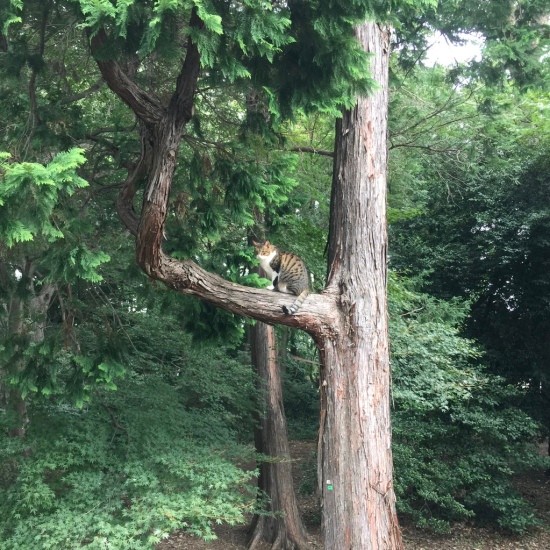 番外編：借景の木に留まる隣の猫に会いました