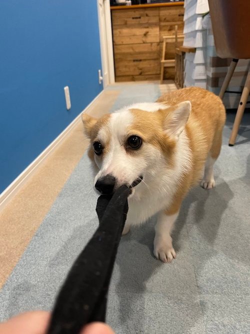 お仕事行かせないよ＝つむぎ＠コーギーさん（@corgi_tumugi）提供