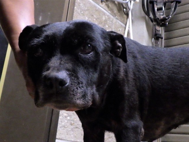 保護犬、うのちゃん。優しい目をしている。＝一般社団法人 ワニガメ生態研究所さん（@kanameogino）提供
