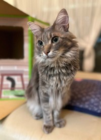 北欧猫のようにゴージャスな被毛をもつおはぎさん（画像提供：床さん）