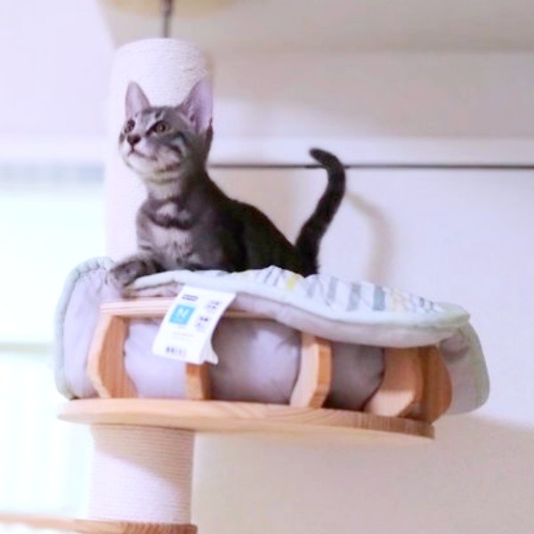 子猫時代、キャットタワーの上で遊ぶ副会長（画像提供：猫、飼い始めましたさん）