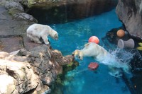 母を見守るライ