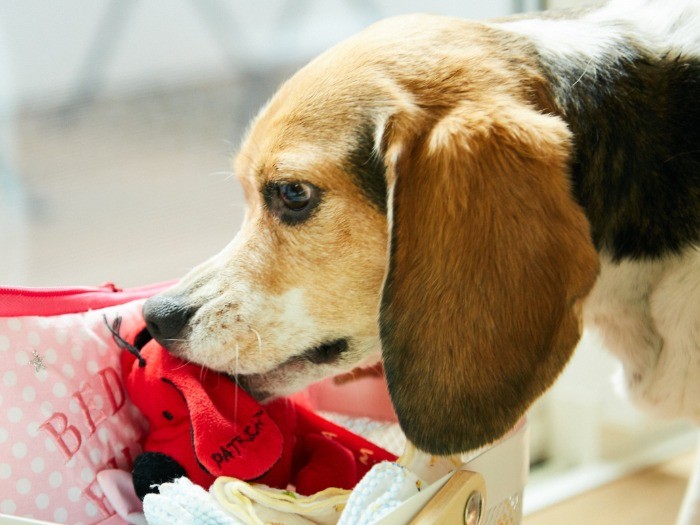 娘さんの物が気になるシェリ。