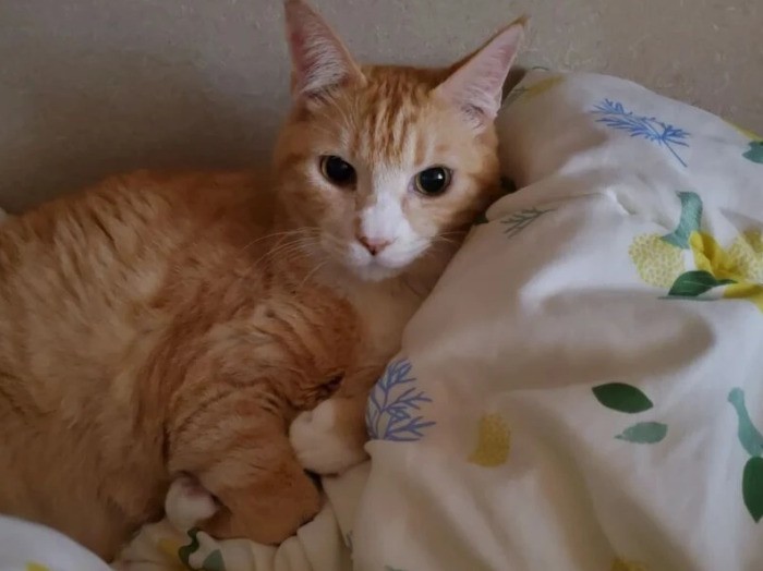 虎次郎 （こじろう）