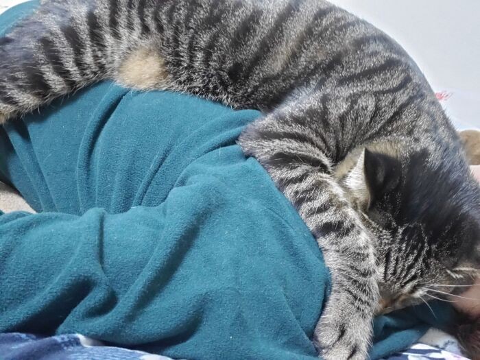 これは起きている時に撮っていますが、夜明けもこんな感じではっぴーは激しく甘えます。はっぴーのきょうだいも同じことをお母さんにしてるそうです。うれしいですけどね！