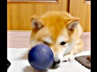 返ってきたボールがようこちゃんの鼻先に当たりました（画像提供：シバシバお豆さん）