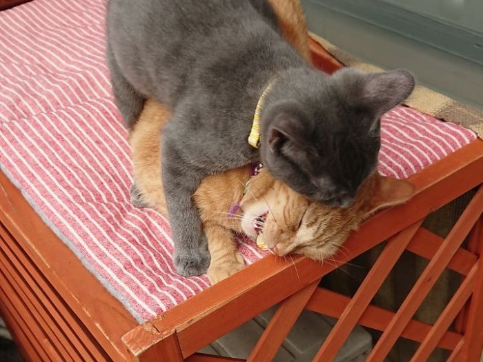 お姉ちゃん猫を噛んで遊ぶ佐助