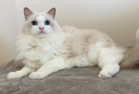 ゴージャスな被毛が素敵なことらちゃん（画像提供：ことら モフドールさん）