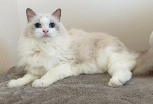 ゴージャスな被毛が素敵なことらちゃん（画像提供：ことら モフドールさん）