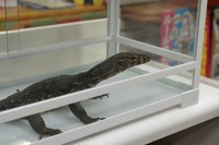 2023年の香川県での落とし物　前年より微増…コロナ前に近づく　10月に捕獲の大トカゲは持ち主現れず