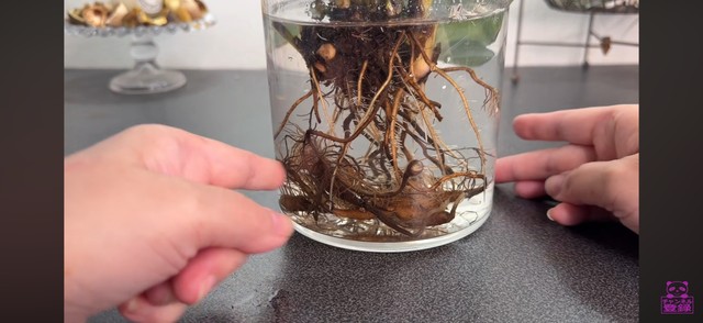 土栽培に適した根は黒くなって腐っている／「くまパン園芸 KOBI's Houseplants Life」（@kumapan）提供