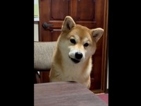 「たまご？」と聞かれて「ワウワウ」と鳴くにこちゃん（画像提供：TAKAKOさん）