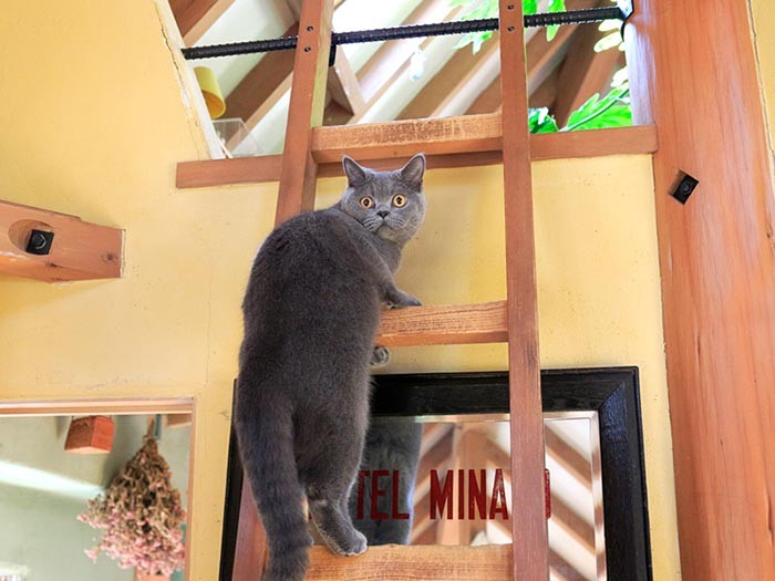 「猫が元気になる家」と自負されるも納得