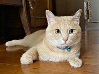 飼い主さんを笑顔にする存在になったきなこくん（画像提供：まっちゃさん）