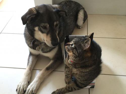 ｓｉｐｐｏ写真展「みんなイヌ、みんなネコ」　大阪で初開催