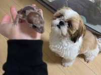 ニシアフリカトカゲモドキを珍しそうに見つめる、はんぺんくん／飼い主さん提供