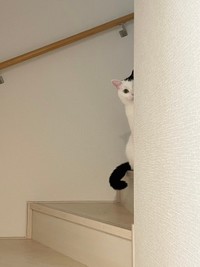 白い壁の向こうから控えめな「おはよう」のごあいさつ（画像提供：まつもとたけるさん）