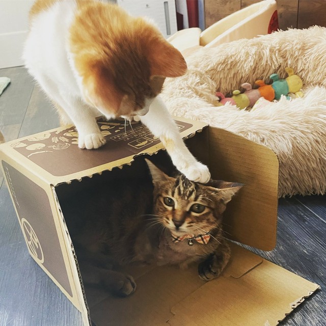 ダンボールハウスでくつろいでいたら、喜八ちゃんが頭をぺチッ＝親兵衛（しんべえ）さん（@shin_bei22）提供
