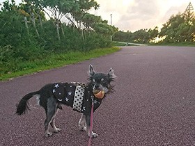 おもちゃくわえて浴衣でお散歩　チワワの「ジュエリー」