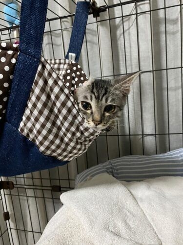 家にきたころの「景虎」