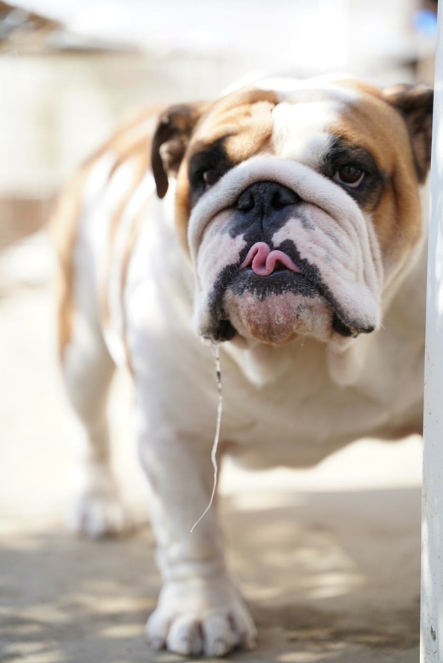 人が手をかけて育てるため人懐っこい性格になる（画像提供：大塚さん）