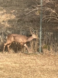 能勢温泉が設けた柵の中で飼育されている（能勢温泉提供）