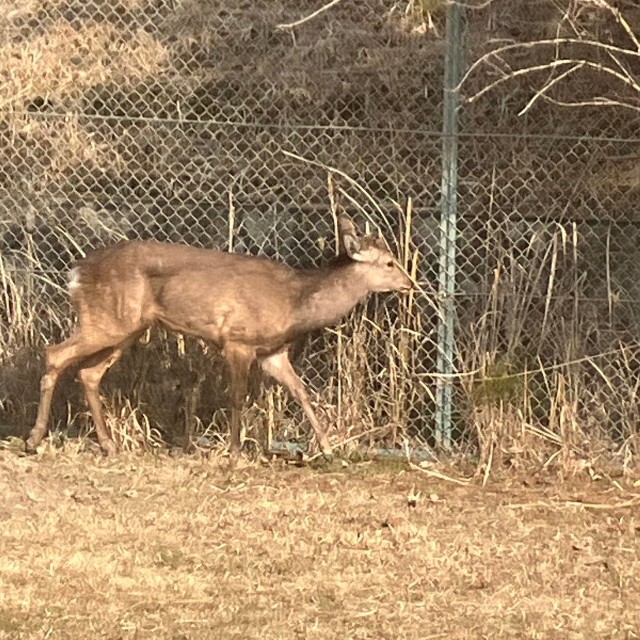 能勢温泉が設けた柵の中で飼育されている（能勢温泉提供）