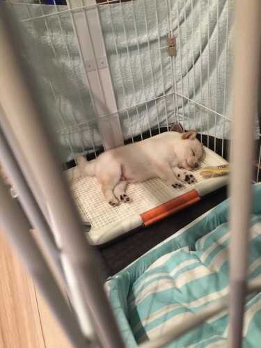 家にきたころの「ポポ」