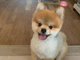 見つめられると怒っていても許してしまうミラクルボーイ　ポメラニアン「ふじ」