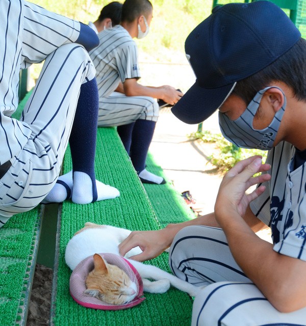 敦賀気比の選手になでられ、くつろぐねこ吉=2021年7月23日午後0時3分、福井県敦賀市沓見、柳川迅撮影