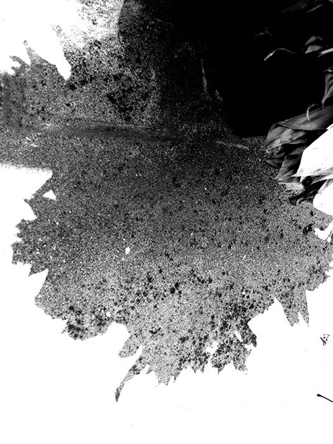 自宅ベランダで育てた鉢植え 永瀬正敏が撮った影と光(344) | 朝日新聞