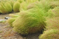 台風15号の影響でコキアが割れる（国営讃岐まんのう公園 9月5日撮影）