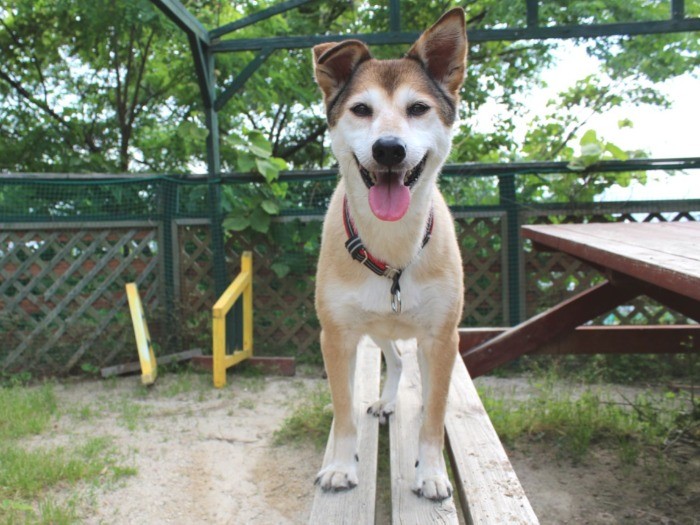 元は野良犬だった永奈ちゃん