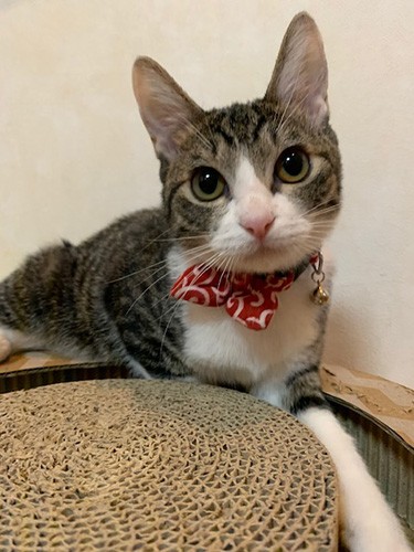 真面目にポーズしてみたにゃ