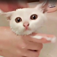 保護後、体をきれに洗ってもらうるるさん（画像提供：あるくきくらげさん）