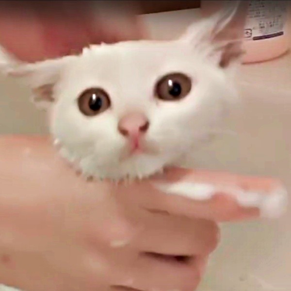 保護後、体をきれに洗ってもらうるるさん（画像提供：あるくきくらげさん）