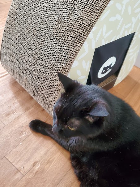 17歳のイヌオちゃんも、おむすびどうぞ