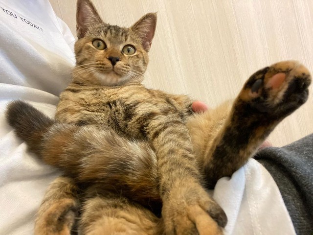 すっかり図太い猫に