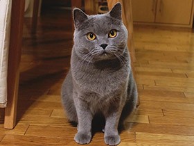 おかえり、ずっと待ってたんだよ　ふわふわブリショー「アグ」