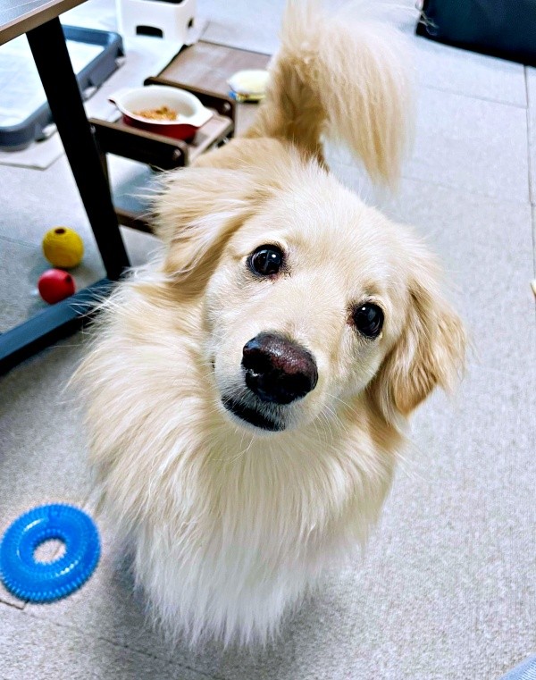 「お出かけするよ」と声をかけるとーー「どこに？」と首を傾げるとろろくん（画像提供：ポメックスのとろろくん）