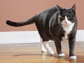 足を引きずる、後ろ足のかかとをつける　猫の歩き方がおかしい原因と対処法を獣医が解説